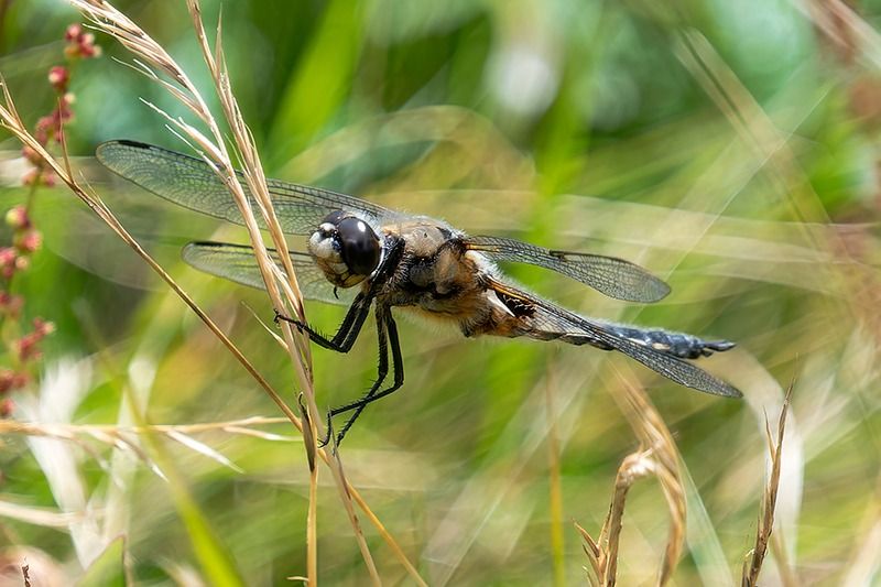 Libellula quadrimaculata  - Alessandro Francolini