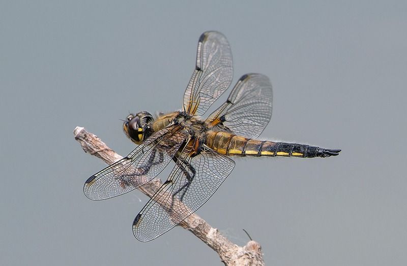 Libellula quadrimaculata  - Alessandro Francolini