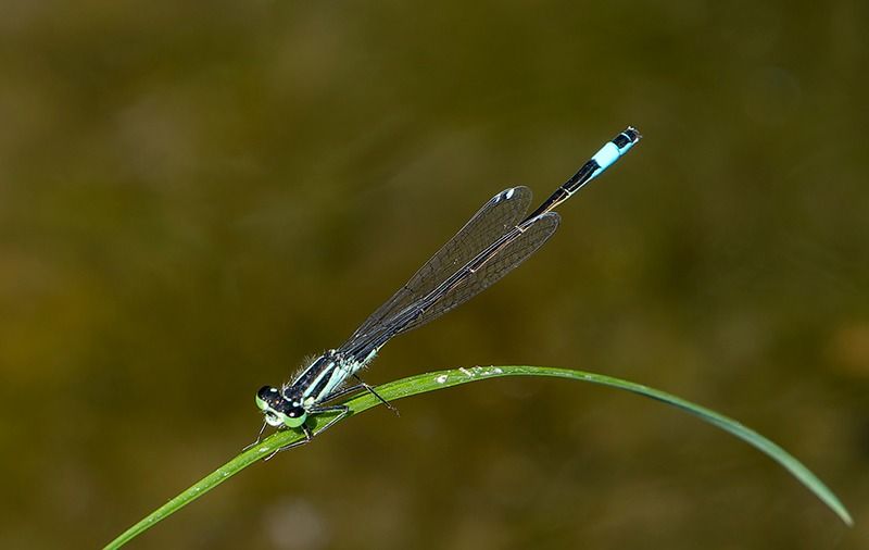 Ischnura elegans  - Alessandro Francolini