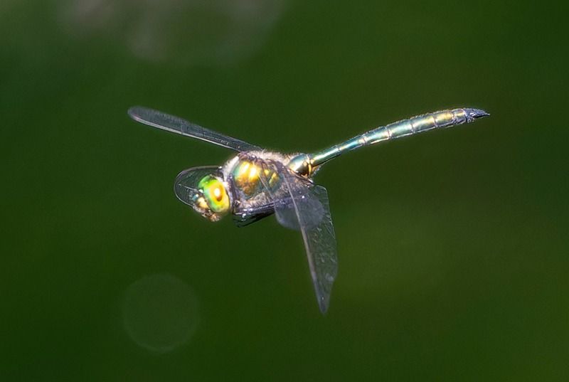 Somatochlora metallica  - Alessandro Francolini