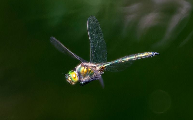 Somatochlora metallica  - Alessandro Francolini