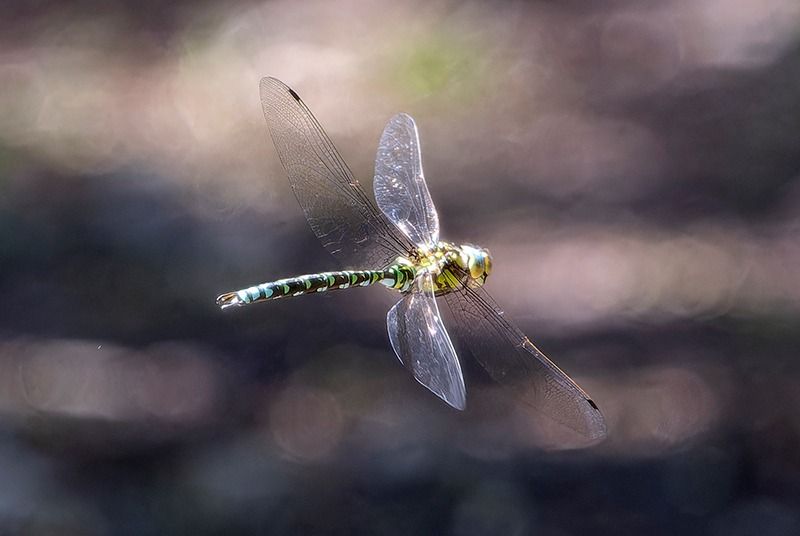 Aeshna cyanea  - Alessandro Francolini