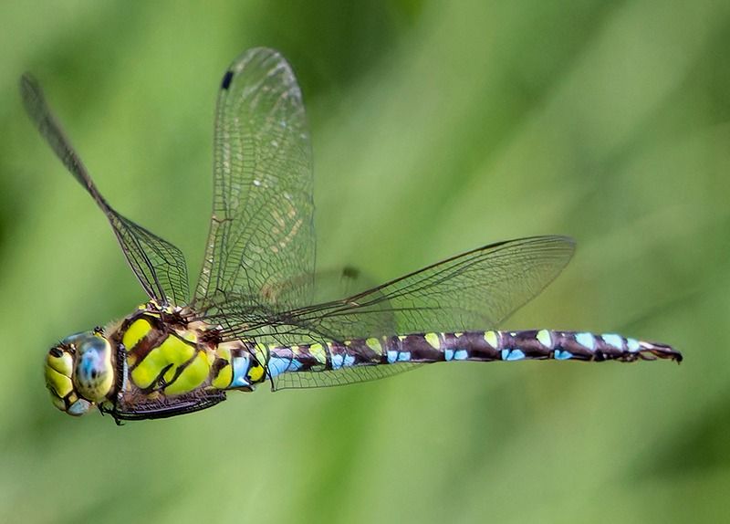 Aeshna cyanea  - Alessandro Francolini