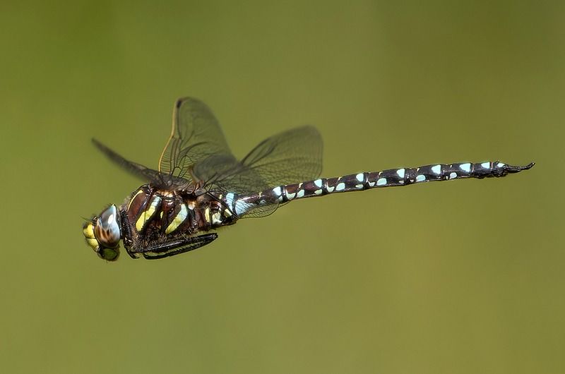Aeshna juncea  - Alessandro Francolini