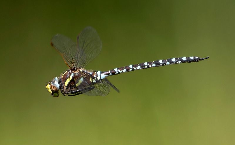 Aeshna juncea  - Alessandro Francolini