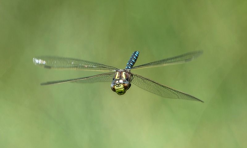 Aeshna juncea  - Alessandro Francolini