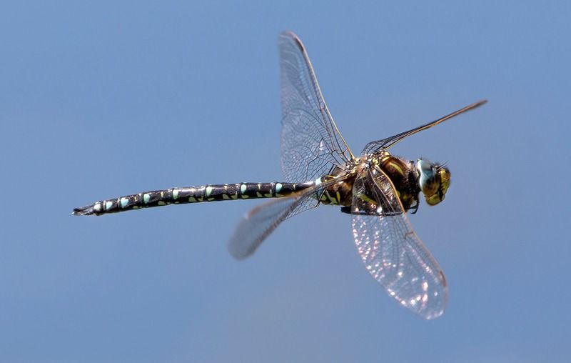 Aeshna juncea  - Alessandro Francolini