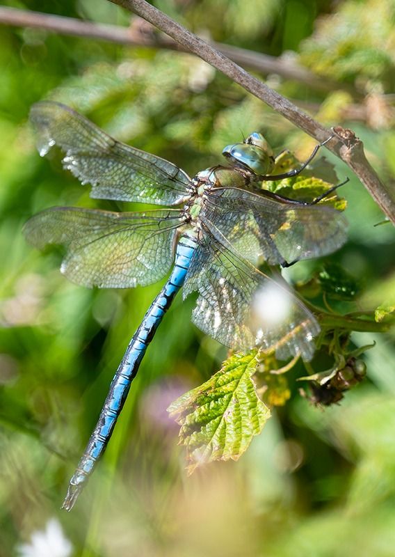 Anax imperator  - Alessandro Francolini