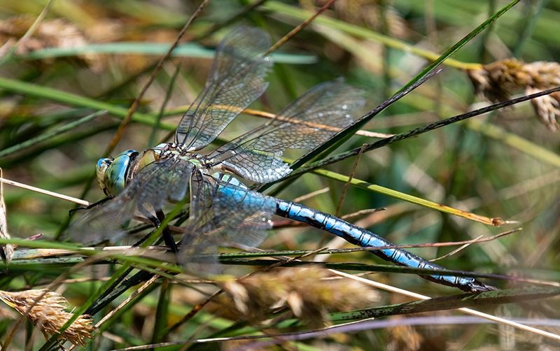 Anax imperator  - Alessandro Francolini