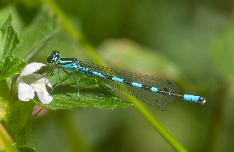 Coenagrion hastulatum  - Alessandro Francolini