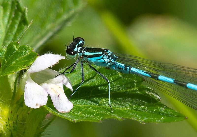 Coenagrion hastulatum  - Alessandro Francolini