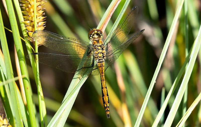 Sympetrum danae  - Alessandro Francolini