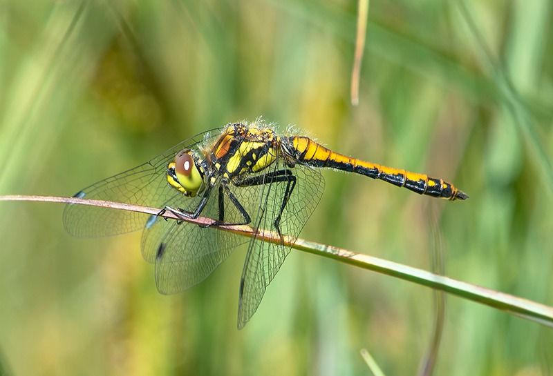 Sympetrum danae  - Alessandro Francolini