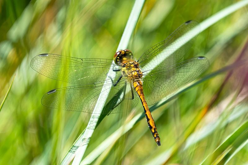 Sympetrum danae  - Alessandro Francolini