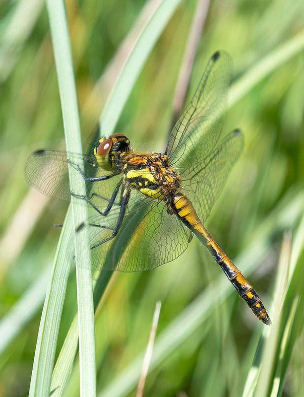 Sympetrum danae  - Alessandro Francolini