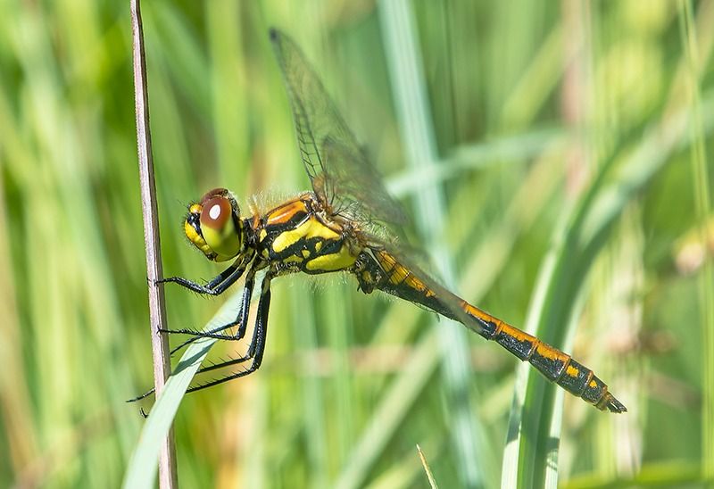 Sympetrum danae  - Alessandro Francolini