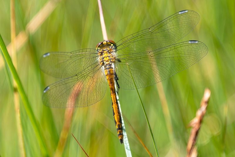 Sympetrum danae  - Alessandro Francolini