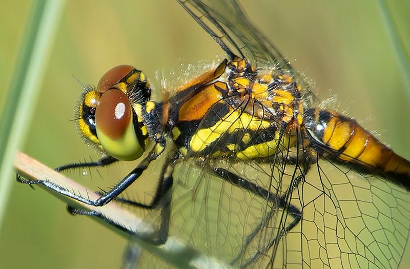 Sympetrum danae  - Alessandro Francolini