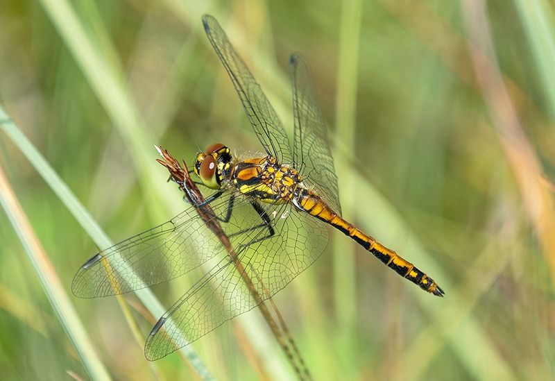 Sympetrum danae  - Alessandro Francolini