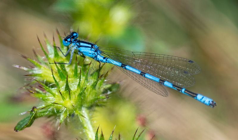 Enallagma cyathigerum  - Alessandro Francolini