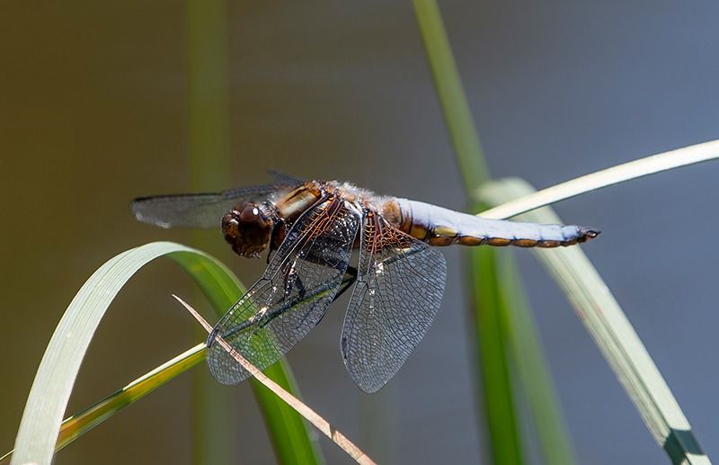 Libellula depressa  - Alessandro Francolini