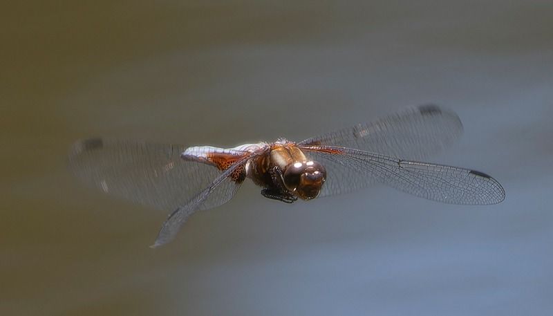 Libellula depressa  - Alessandro Francolini