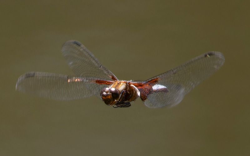 Libellula depressa  - Alessandro Francolini