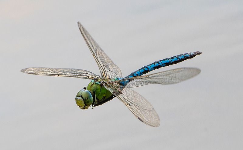 Anax imperator  - Alessandro Francolini