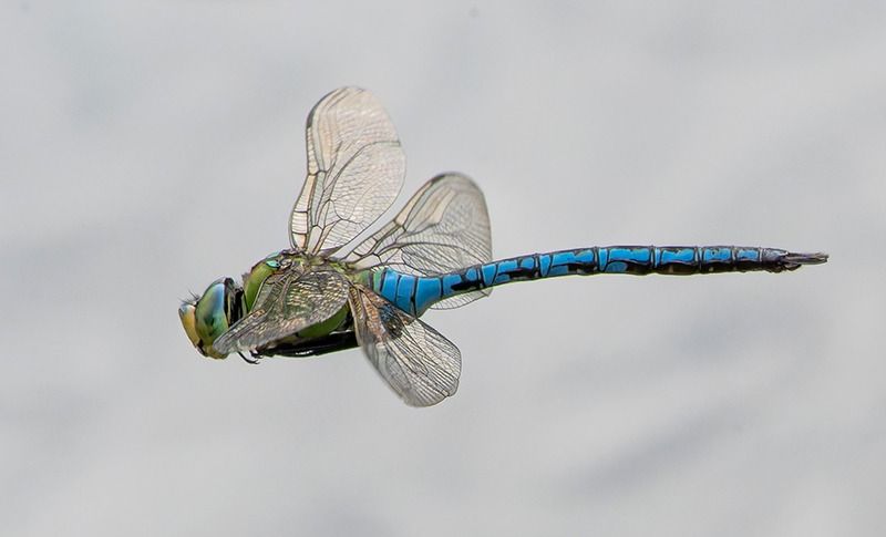 Anax imperator  - Alessandro Francolini