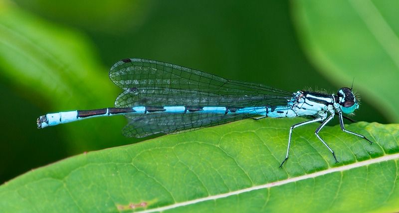 Coenagrion hastulatum  - Alessandro Francolini