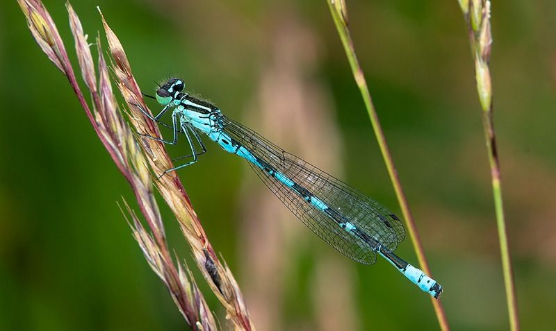 Coenagrion hastulatum  - Alessandro Francolini