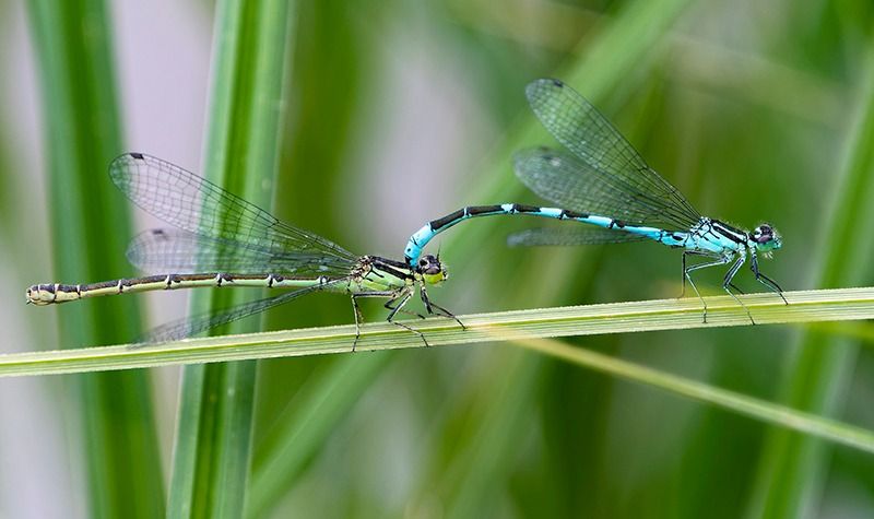 Coenagrion hastulatum  - Alessandro Francolini