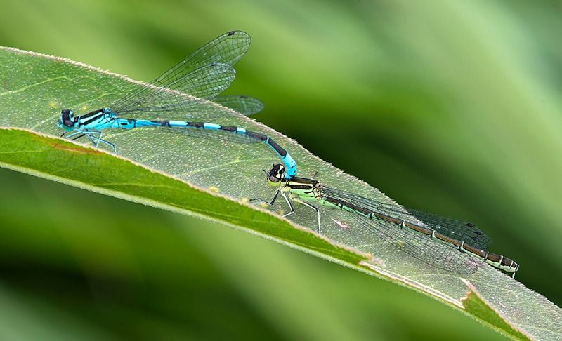 Coenagrion hastulatum  - Alessandro Francolini