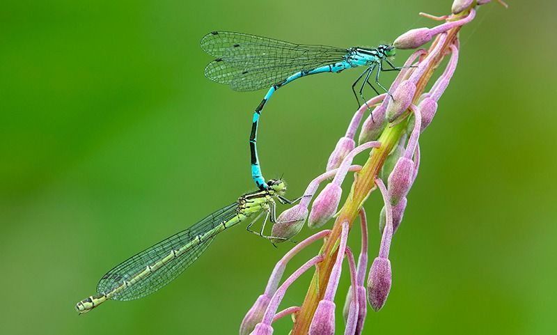 Coenagrion hastulatum  - Alessandro Francolini