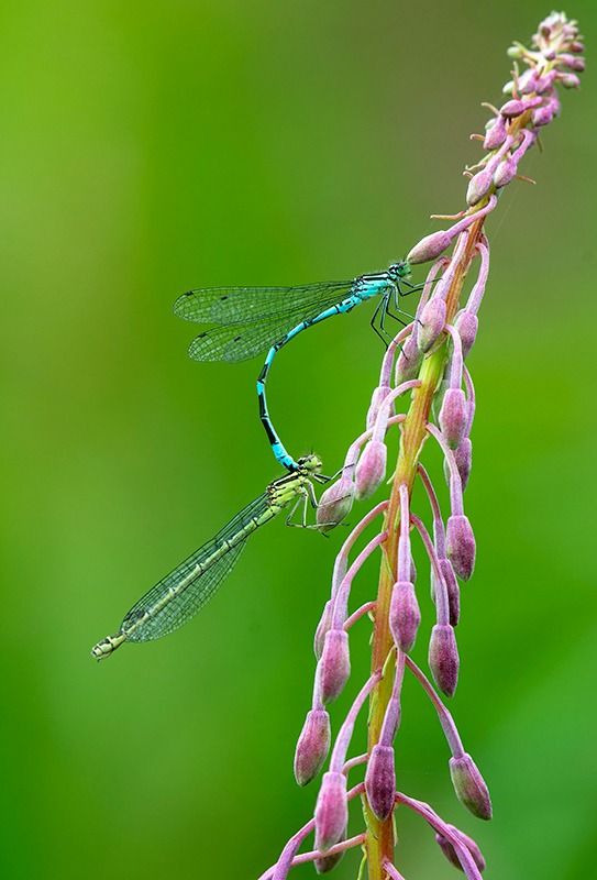 Coenagrion hastulatum  - Alessandro Francolini