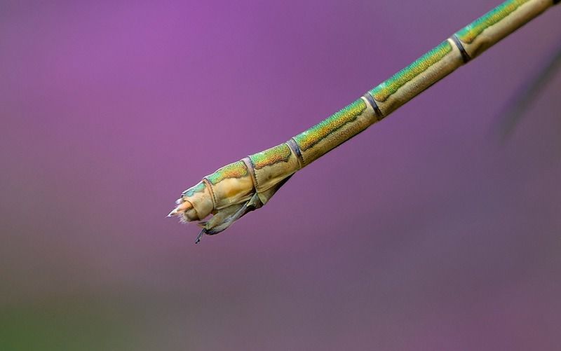 Lestes sponsa  - Alessandro Francolini