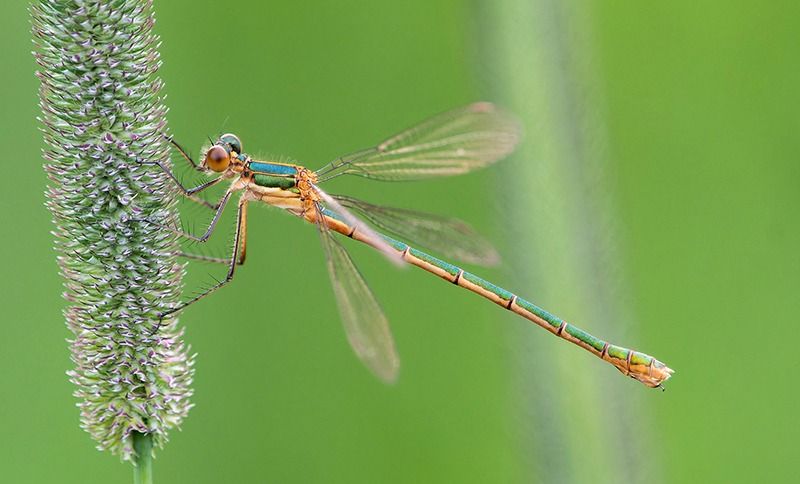 Lestes sponsa  - Alessandro Francolini