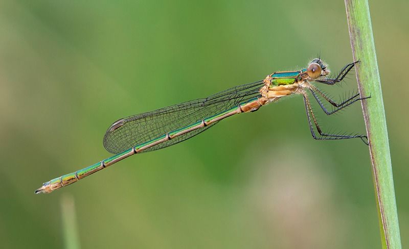 Lestes sponsa  - Alessandro Francolini