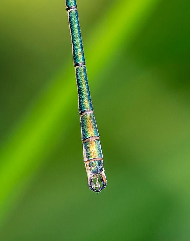 Lestes sponsa  - Alessandro Francolini