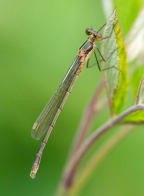 Lestes sponsa  - Alessandro Francolini