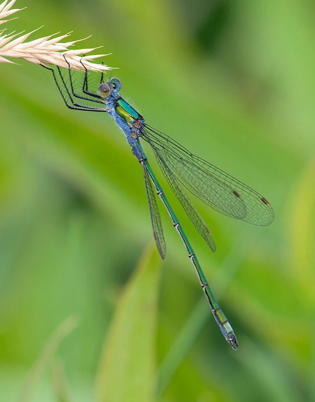 Lestes sponsa  - Alessandro Francolini