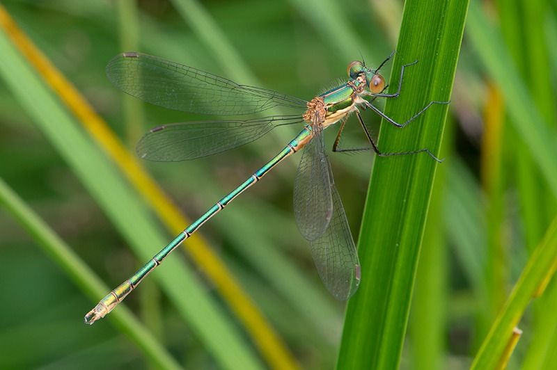 Lestes sponsa  - Alessandro Francolini