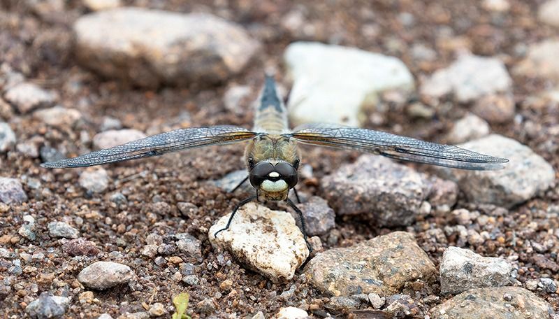 Libellula quadrimaculata  - Alessandro Francolini