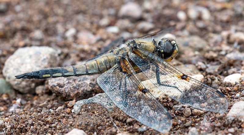 Libellula quadrimaculata  - Alessandro Francolini