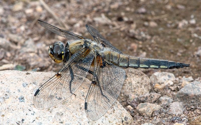 Libellula quadrimaculata  - Alessandro Francolini