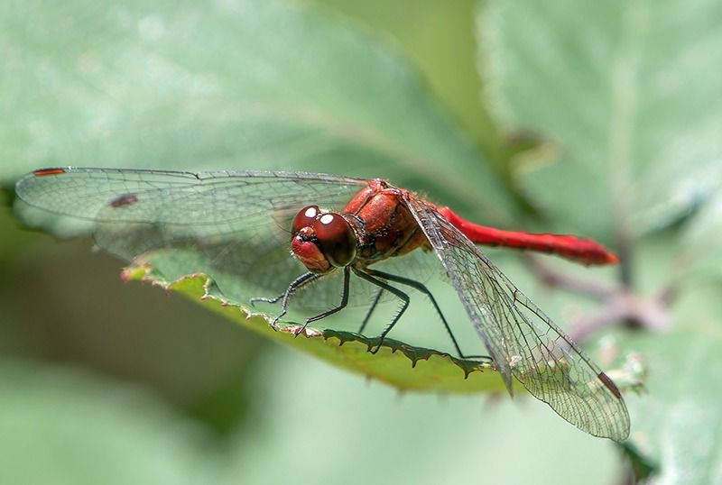 Sympetrum sanguineum  - Alessandro Francolini