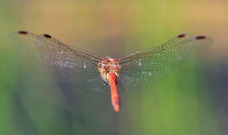 Sympetrum striolatum  - Alessandro Francolini