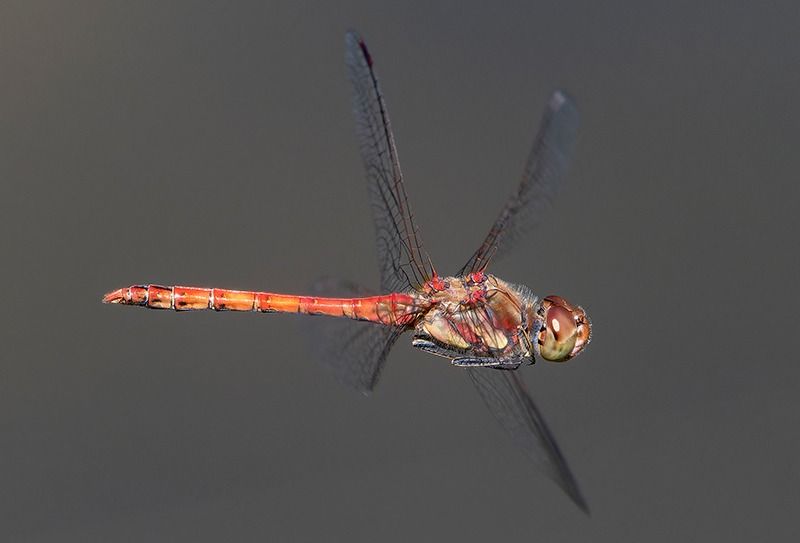 Sympetrum striolatum  - Alessandro Francolini