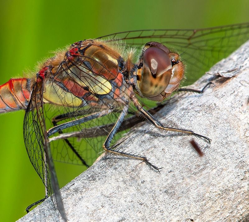 Sympetrum striolatum  - Alessandro Francolini
