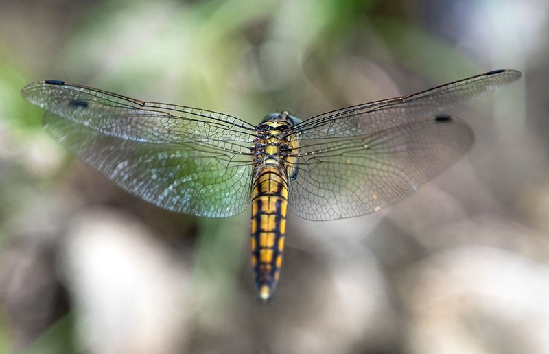 Black-tailed Skimmer  - Alessandro Francolini